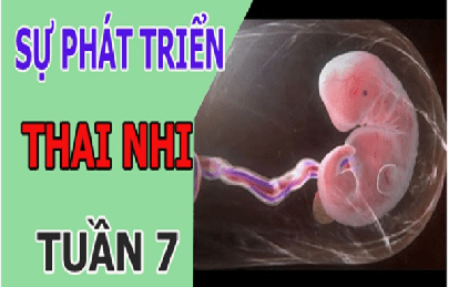 Chăm sóc bà bầu tuần 7 giai đoạn quan trọng của bé và mẹ bầu và những lưu ý cần biết